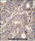 CARS2 Antibody (C-term)